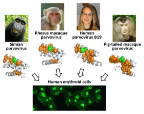 Molecule of the Month February 2023